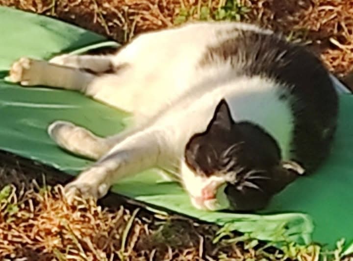 Petite Minette