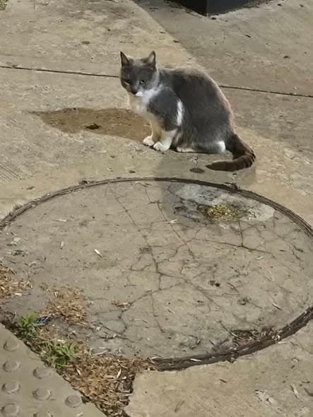Gato en Tapalqué
