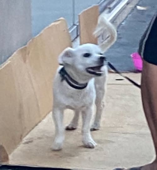 Hund in Paris