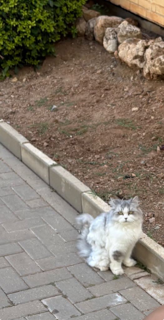 Cat in Malaga