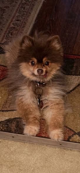 Coco Chanel