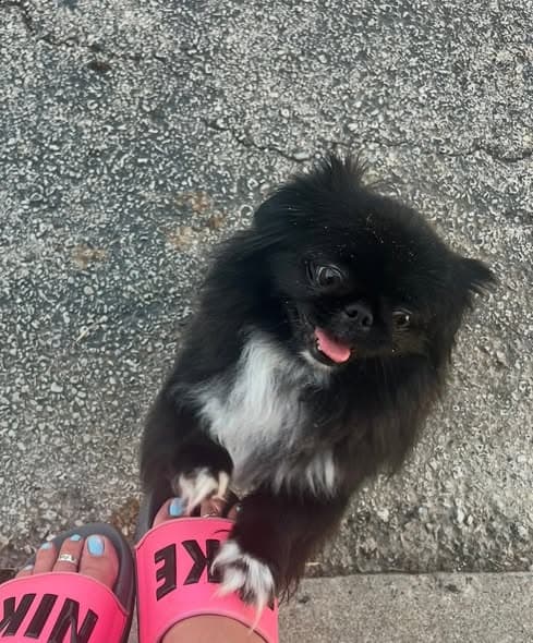Nombre de la Mascota Perro
