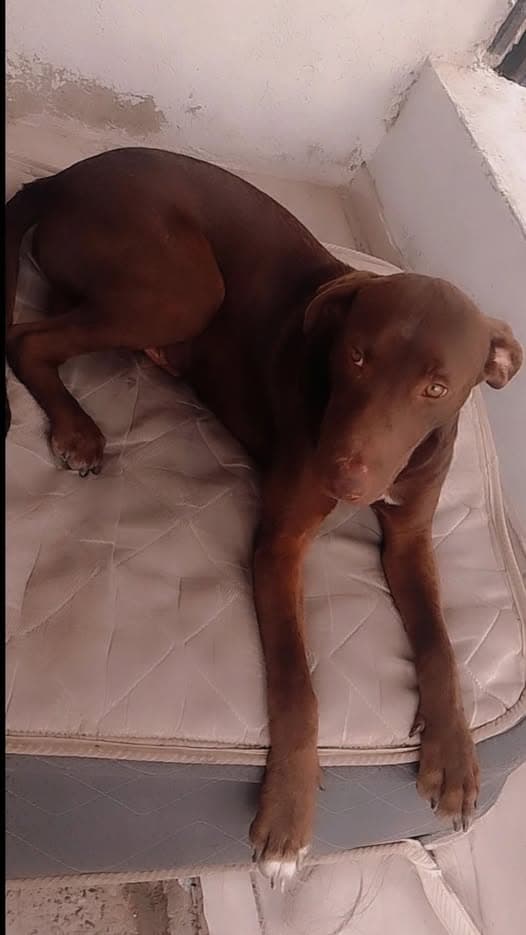 Hund