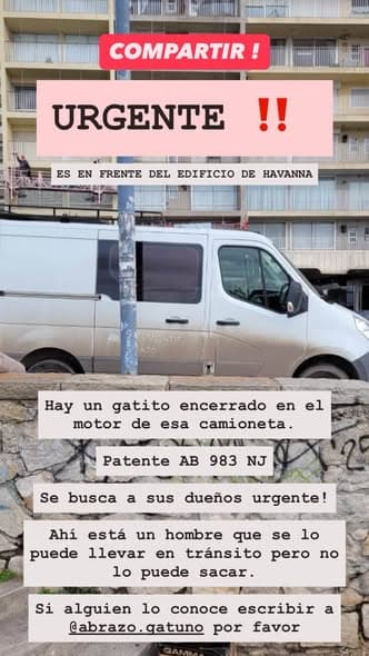 Gato encontrado
