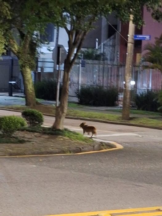 Dog found