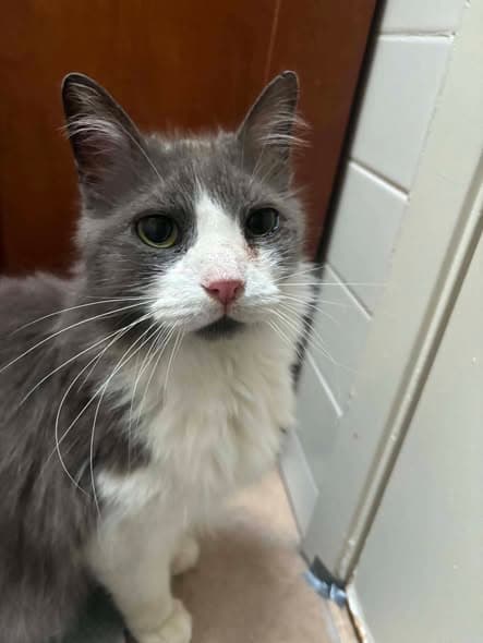 Cat in Wyncote
