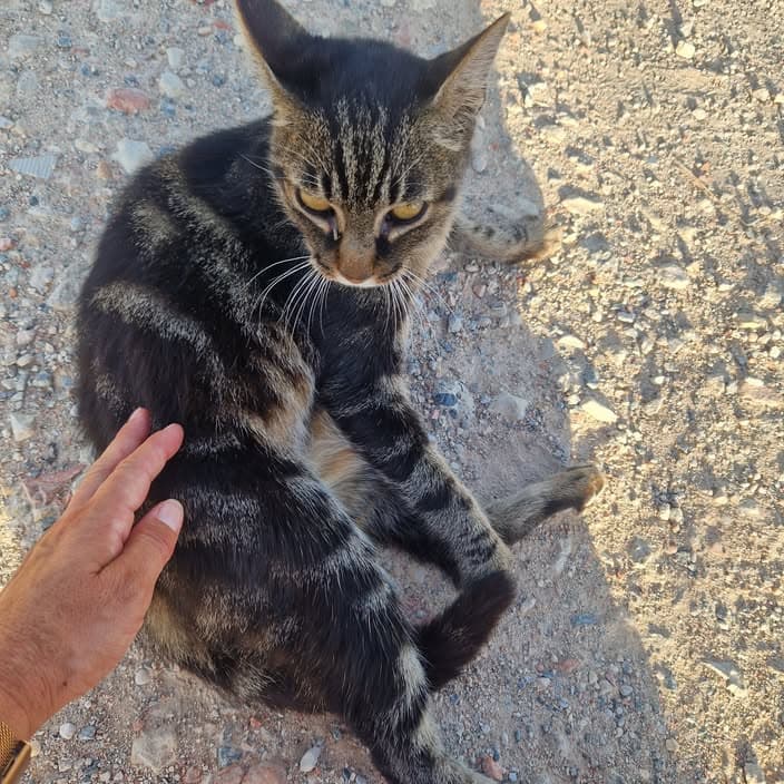 Cat in Sainte Marie