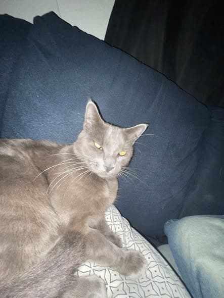 Cosmo