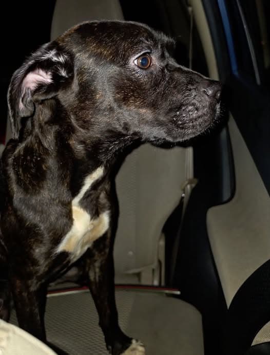 Perro en Sarasota