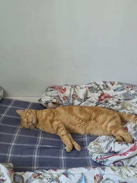 Katze