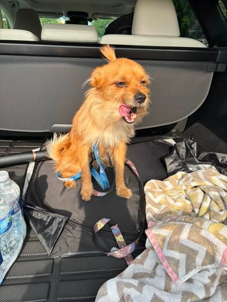 Hund in Chicago