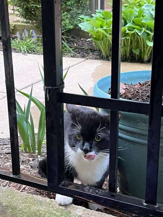 Name des Haustieres Gato encontrado
