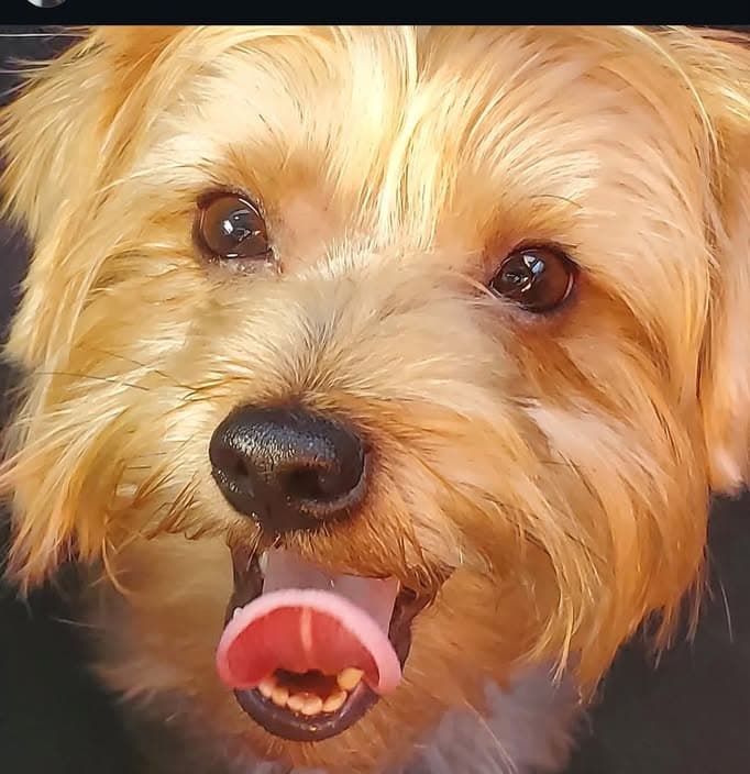 Perro