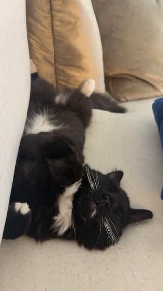 Nombre de la Mascota Gato