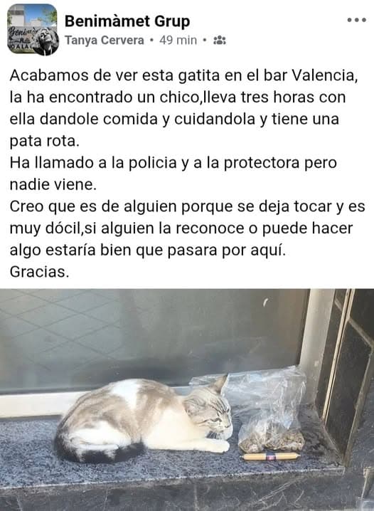 Gato em Valencia