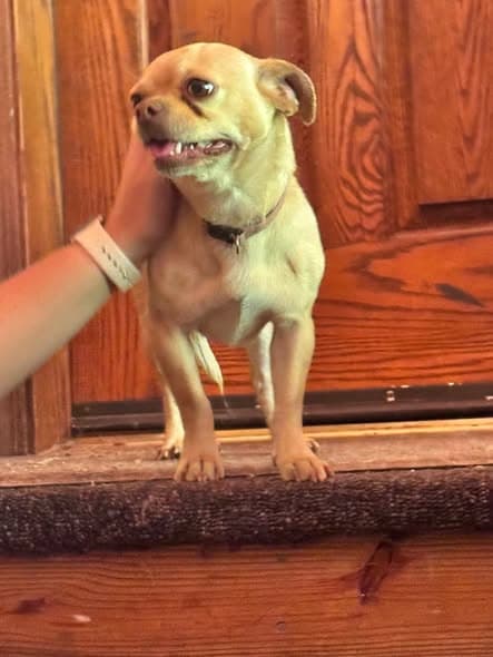 Hund in Logansport