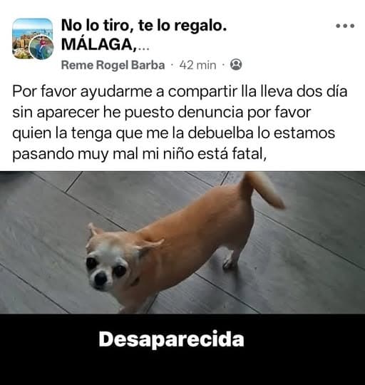 Perro