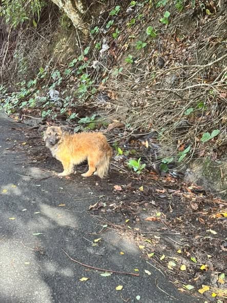 Hund in San Lorenzo